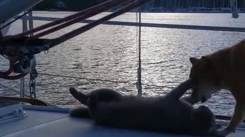 Cat and Dog Play With One Another While Sailing on Boat