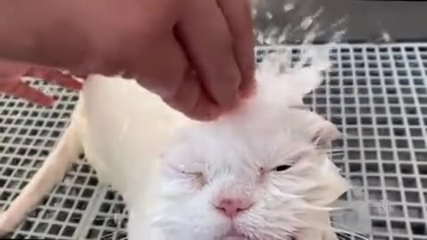 OMG🤯 I cut my hair... bathing and grooming angry cat❤️😻💨