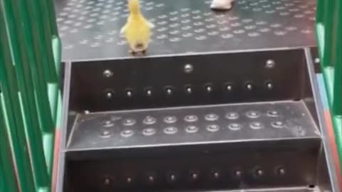 Duckling playing on a playground slide🦆🦆🦆