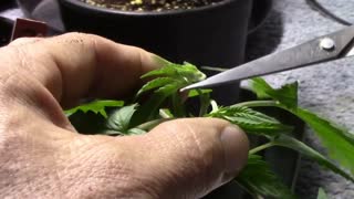 Top Pruning Medical Cannabis (Topping)