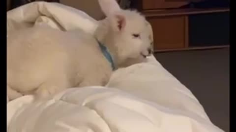 Just a Lamb being Adorable