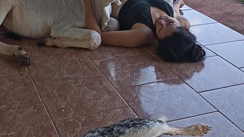 Magali the Calf Lays Down to Cuddle Owner