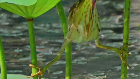 Adorable bird stunt