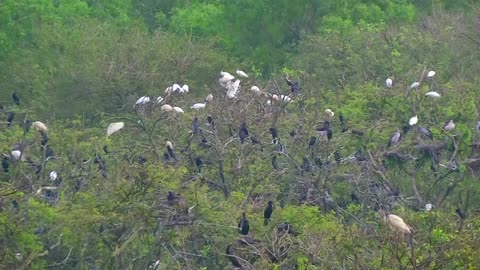 Birds are laying eggs earlier as springs shift