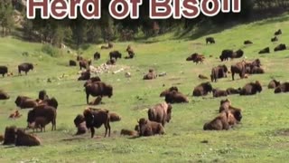 Bison