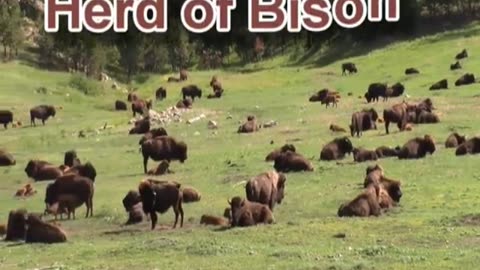 Bison