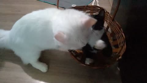 Essa cesta é minha, mocinha! 😼