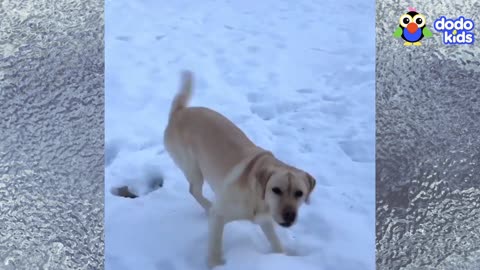 Stella The Dog Smashes Every Single Snowman | Animal Videos | Dodo Kids