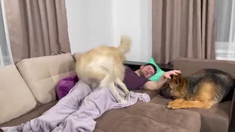 Golden Retriever and German Shepherd Wake Me Up