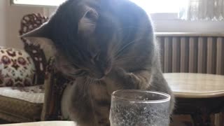 Cat loves smoothie
