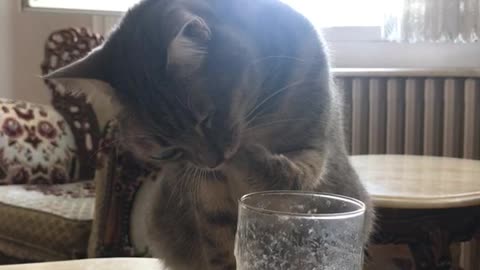 Cat loves smoothie