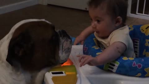 Loving Bulldog showers baby with kisses
