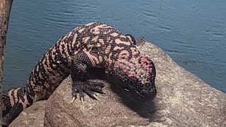 Gilaboi at Catoctin wildlife preserve