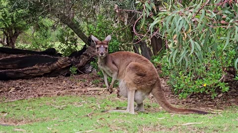 Kangaroos marsupials