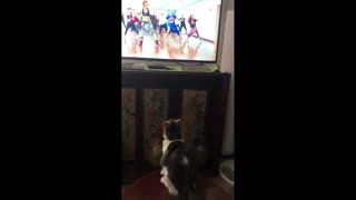 Very cute, funny and Dancing Zumba Kitty Cat