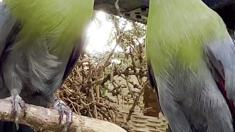 Pair of turacos feeding each other - courtship rituals | Aviary Birds #nature #birds