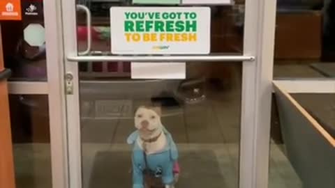 Dog In Blue Sweater Jacket Outside Of Subway Store