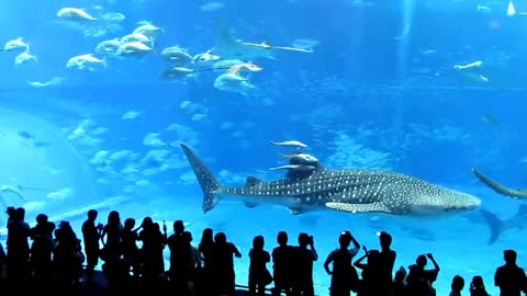 dden death of a fish in Okinawa aquarium沖縄美ら海水族館に突然死亡し