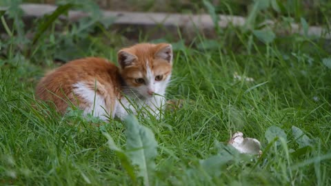 Cats,A Mesmerizing Journey in 8K