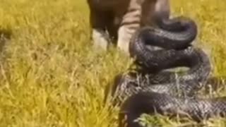 fight between a cat and a snake