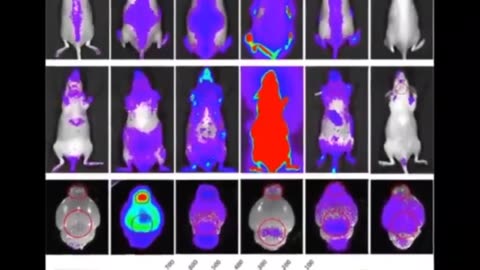 PURPLE REIGN - BLUE LIGHTS WILL TRACK VACCINATED AND UNVACCINATED