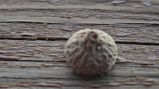 Moving Acorn Cap has surprise