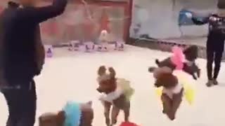 dogs jump rope