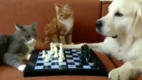 Chess Tournament: Dog VS Cat 😅