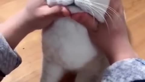 Most Satisfying Funny Cat Video