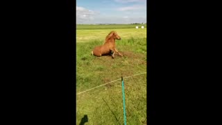 Headbanging horse