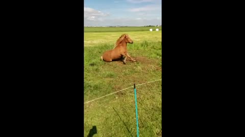 Headbanging horse