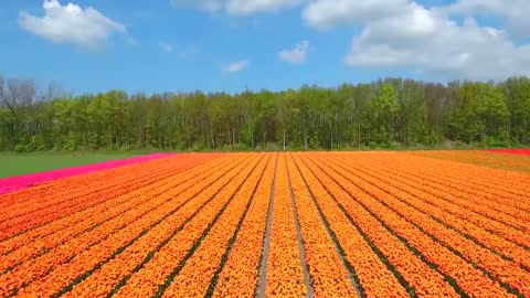 Amazing Tulip Fields