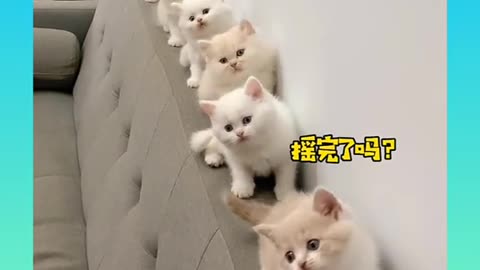 Cute and Funny Cat Videos Compilation