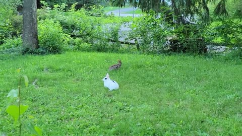 Whit of Hotot meets Cottontail for the first time.