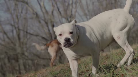 angry dog trying to bite another