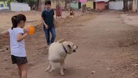 Dog playing in street