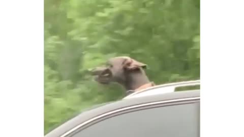 dog in car