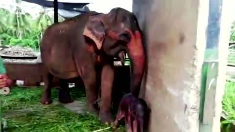 Rare twin baby elephants born in Sri Lanka