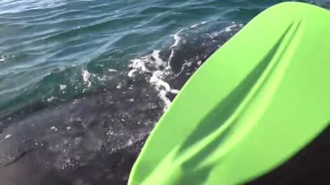 Kayak levantado por ballena en Puerto Madryn, Patagonia Argentina!