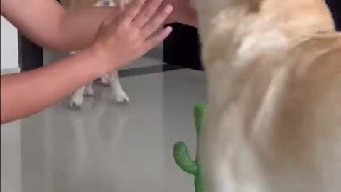 Dogs React to Talking Cactus Toy || ViralHog