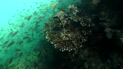 Thai scuba divers clear 'ghost gear' impacting sea life