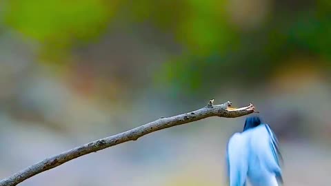 Beautyful birds in jungal shorts video.