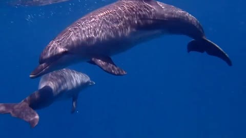 Bailando con delfines, Mar rojo, Egipto (Dancing with dolphins, Red Sea, Egypt)