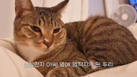 벌레 못 잡는 남집사의 고양이 사용법