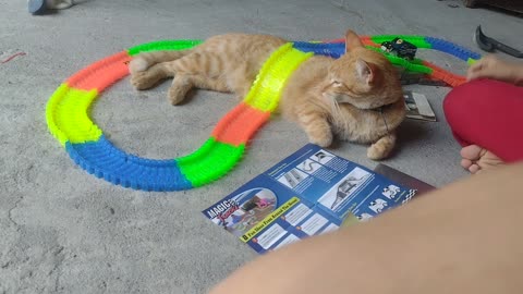 Kitty Becomes Obstacle on Toy Car Track