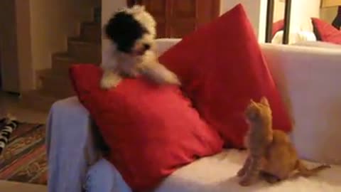 Brave Cat Defends Itself From The Family Dog