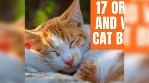 Top five cats in Canada