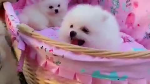 Baby Cute and Funny Dog Video