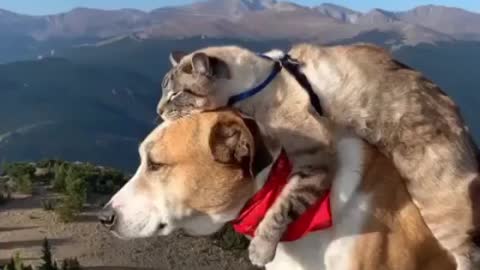 Cat holds dog down without fear.. best friend goals