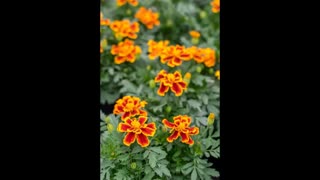 Flower Breeding 20 Marigold History